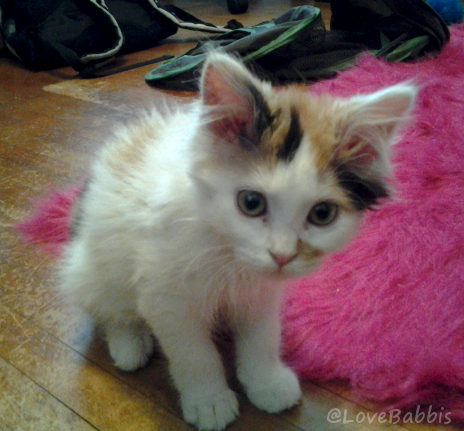 Tiny Baby Babbis Kitten